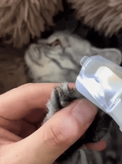 🐾 Nail Care That Doesn't Stress You or Your Pet.
